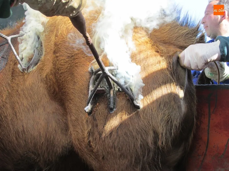 Foto 6 - Herradero en Rollanejo, una tradici&oacute;n del Campo Charro  