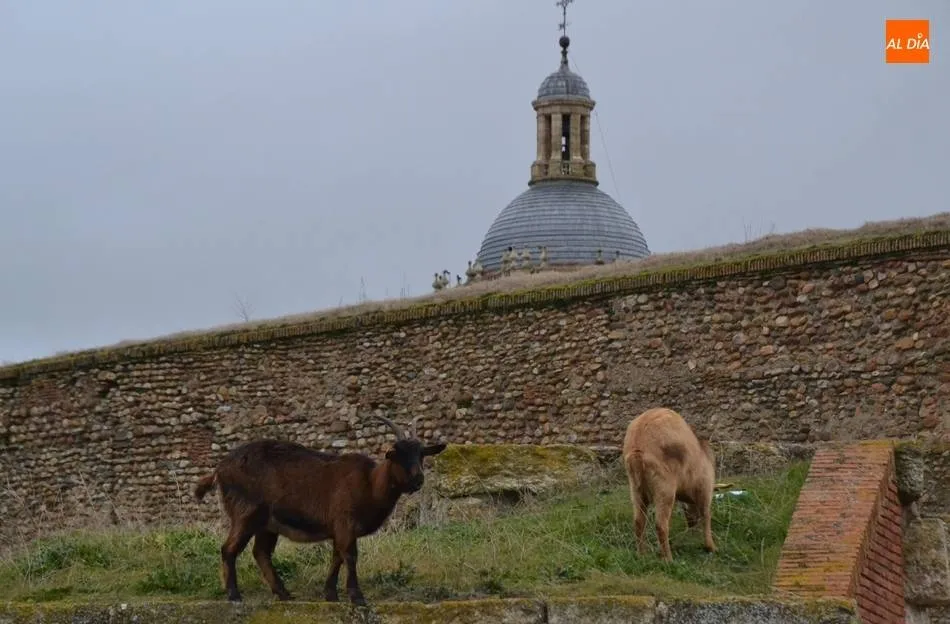 Programada una jornada en torno a los sectores ovino y caprino  