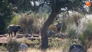 Las comunidades podrán desarrollar actuaciones para regular o disminuir las poblaciones de jabalíes