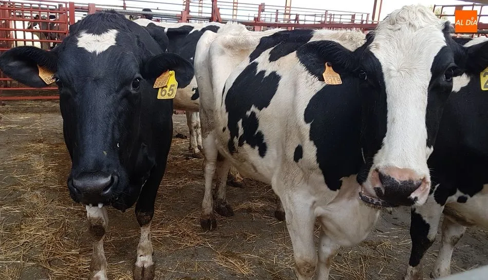 El simulacro se ha realizado en dos granjas de vacuno en la provincia de Badajoz