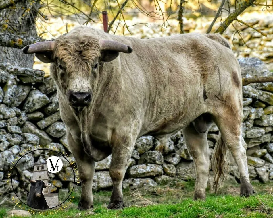 Caramelo, V Toro de Cajón del pre-Corpus en Vitigudino