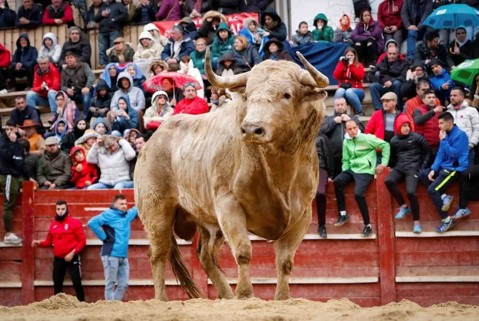 Foto 6 - Elegidas las 12 im&aacute;genes que integrar&aacute;n el nuevo Calendario Carnavalero, obra de 6 fot&oacute;grafos  