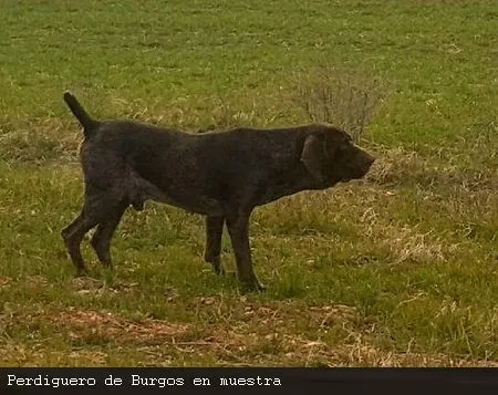 Foto 8 - La importancia de la caza  