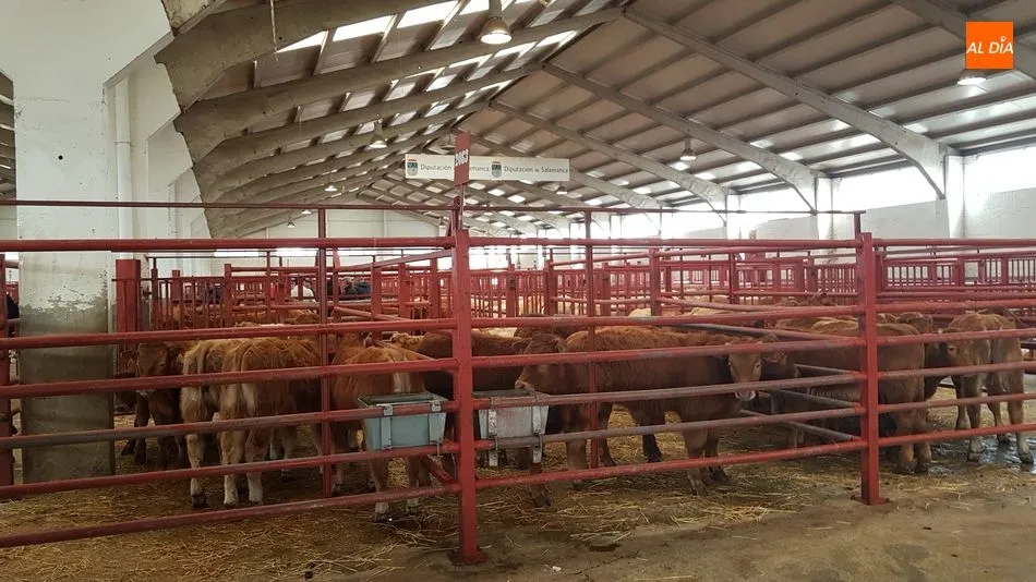 Buena asistencia de ganado con más de 2.400 cabezas