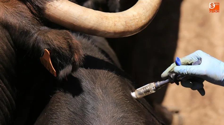 Las ayudas a la reposición ya incluyen la subvención por los animales sacrificados en vaciados sanitarios