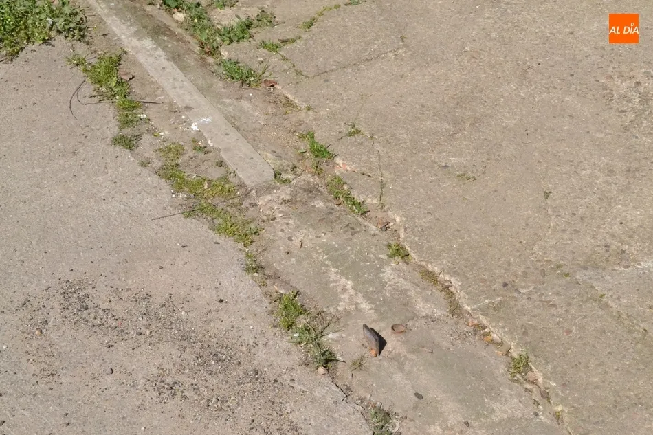 Foto 9 - Quejas por los restos fecales acumulados en la cuneta de la Avenida de La Concha  