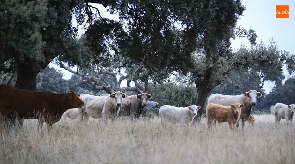 El bovino ha superado los 647 millones tras crecer un 2,7%