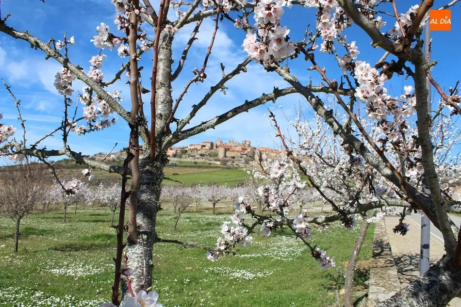 Foto 11 - Castelo Rodrigo, s&iacute;mbolo de primavera y de Historia ib&eacute;rica  
