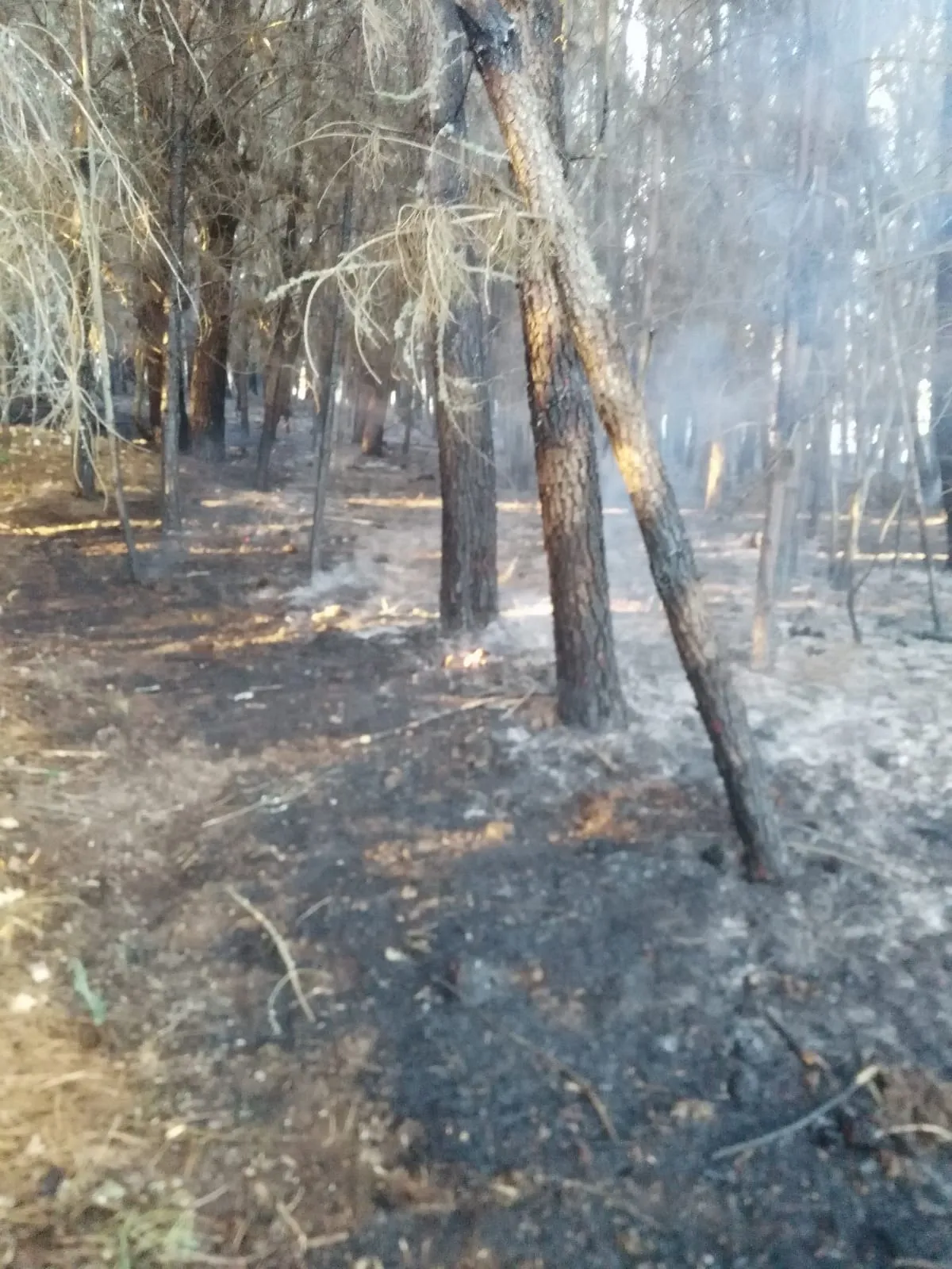 Foto 4 - Navasfr&iacute;as sufre un incendio forestal  