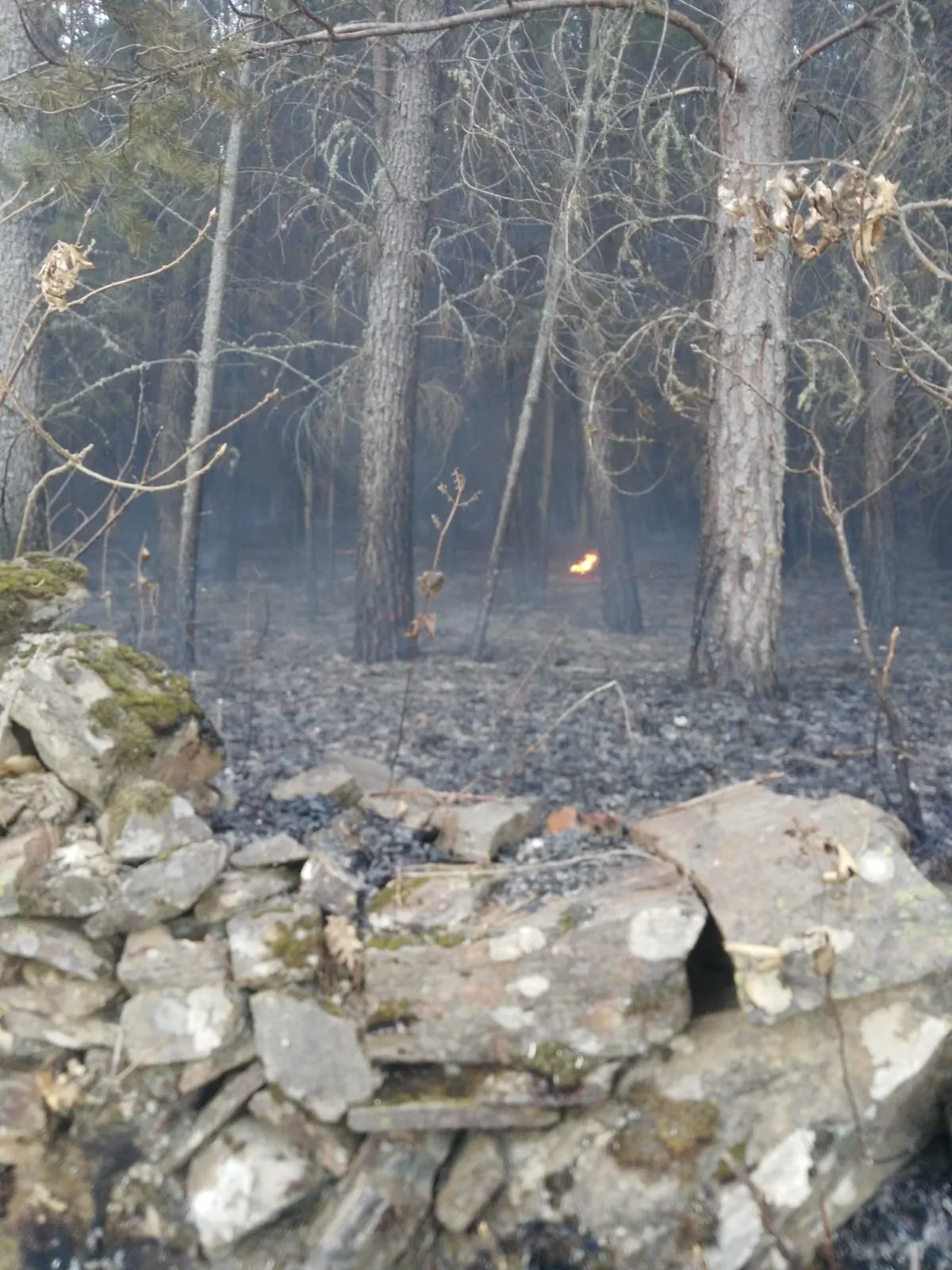 Foto 3 - Navasfr&iacute;as sufre un incendio forestal  