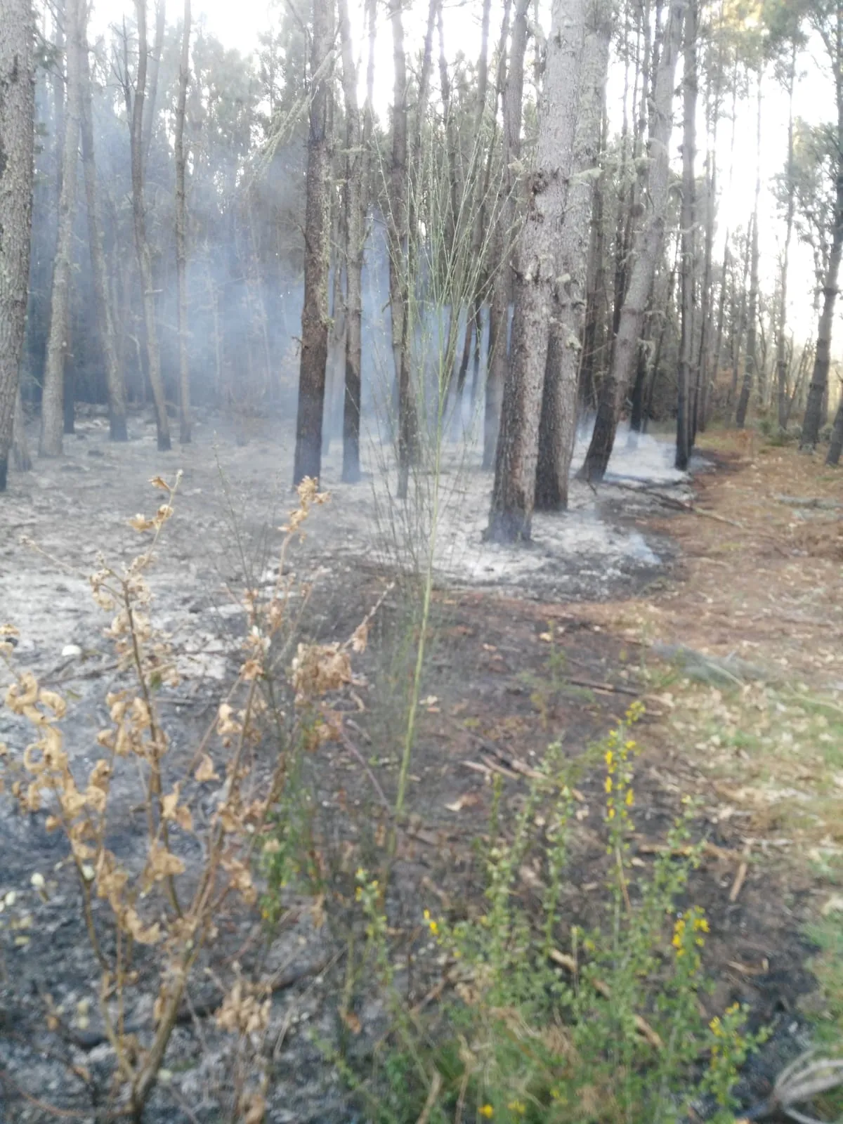 Foto 2 - Navasfr&iacute;as sufre un incendio forestal  