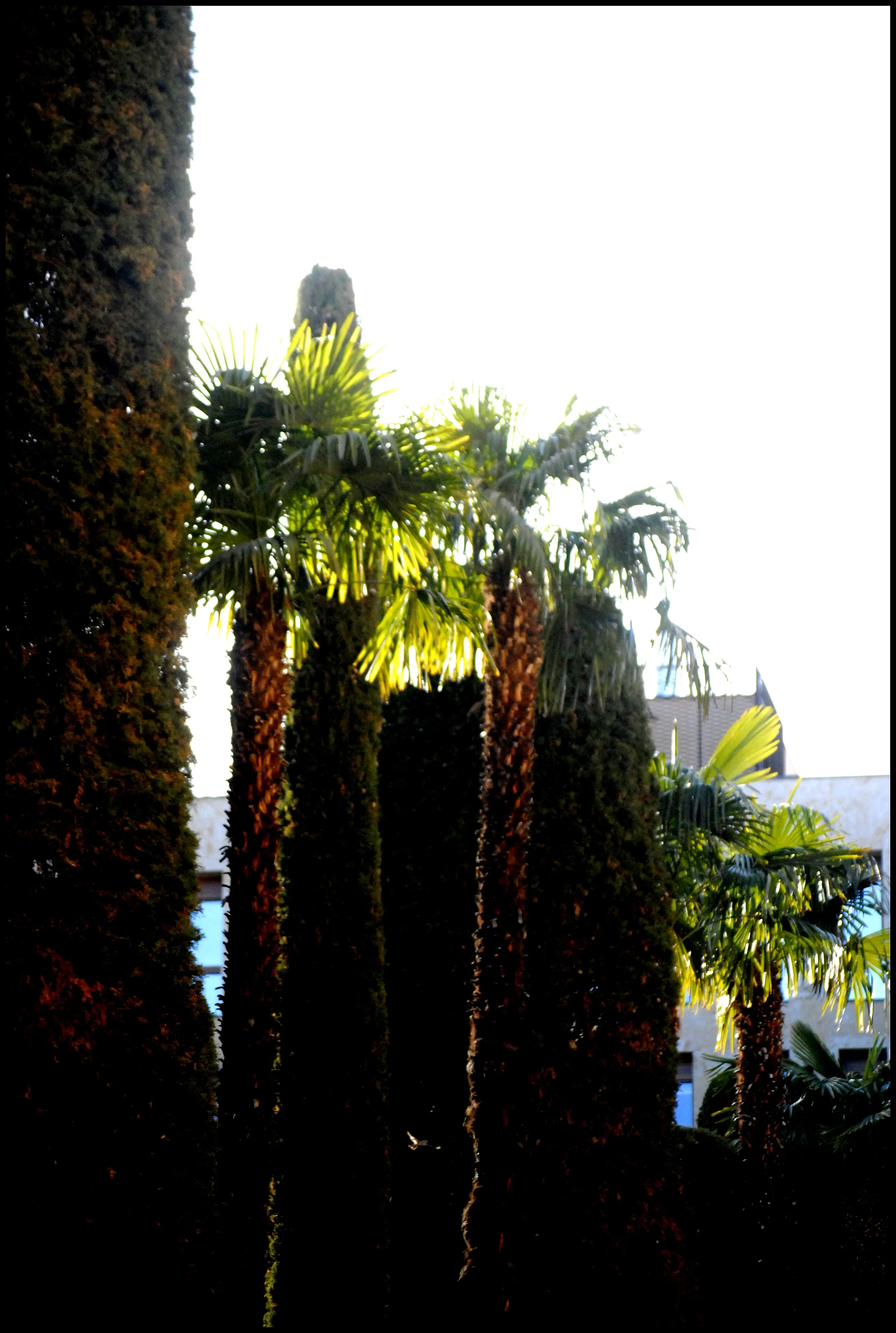 Foto 2 - La plaza de la Libertad