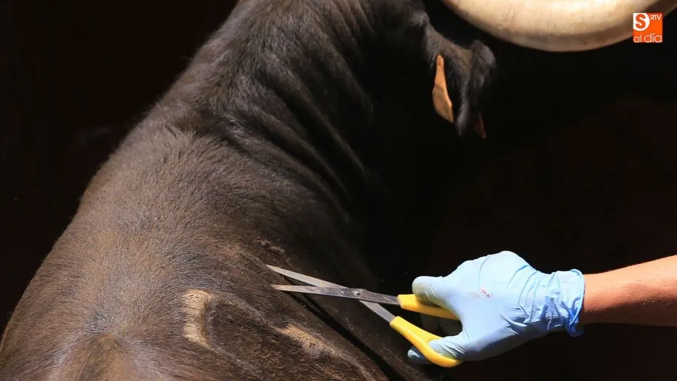 Un veterinario, realizando el saneamiento en una explotación salmantina