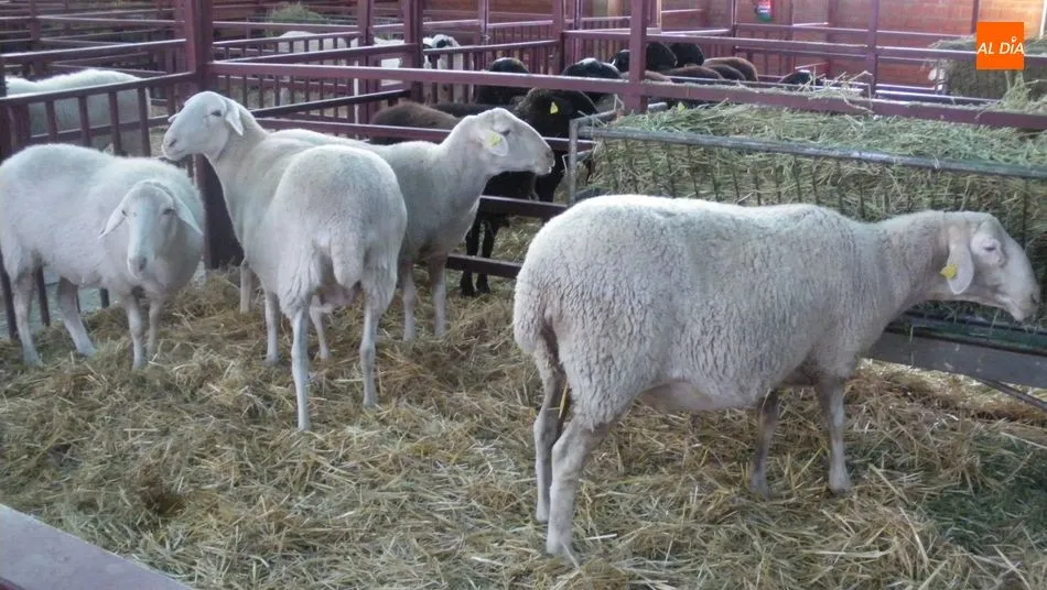 Fijados ya los importes definitivos de las ayudas al ovino y caprino