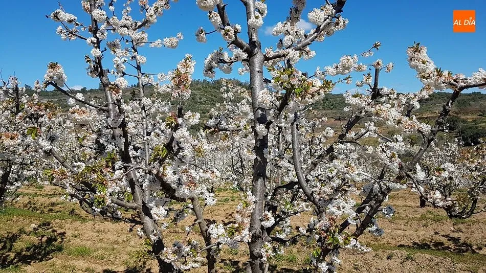 Foto 11 - Sotoserrano pone la magia de la primavera en la Sierra de Francia al alcance del p&uacute;blico