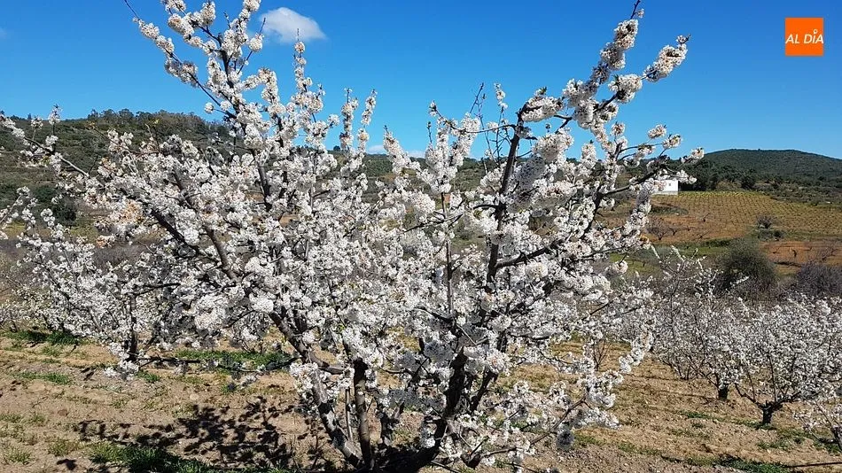 Foto 10 - Sotoserrano pone la magia de la primavera en la Sierra de Francia al alcance del p&uacute;blico