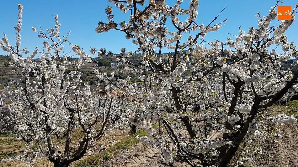 Foto 9 - Sotoserrano pone la magia de la primavera en la Sierra de Francia al alcance del p&uacute;blico