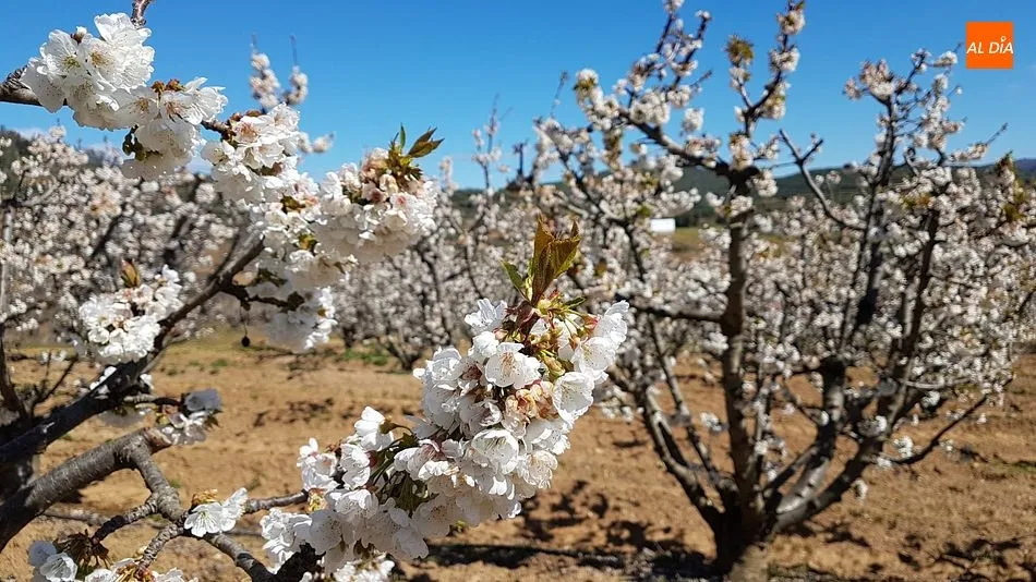 Foto 8 - Sotoserrano pone la magia de la primavera en la Sierra de Francia al alcance del p&uacute;blico