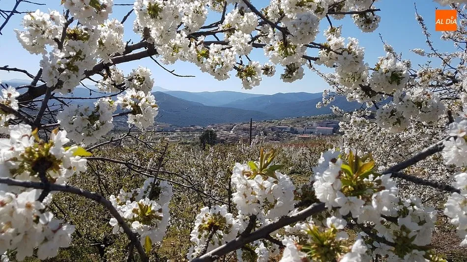 Foto 7 - Sotoserrano pone la magia de la primavera en la Sierra de Francia al alcance del p&uacute;blico