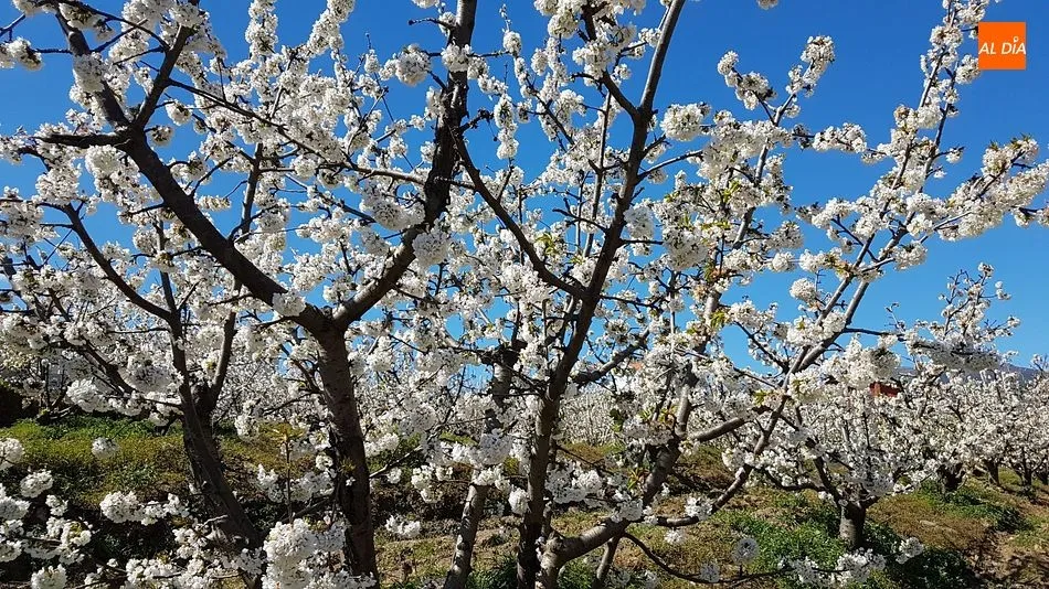 Foto 6 - Sotoserrano pone la magia de la primavera en la Sierra de Francia al alcance del p&uacute;blico