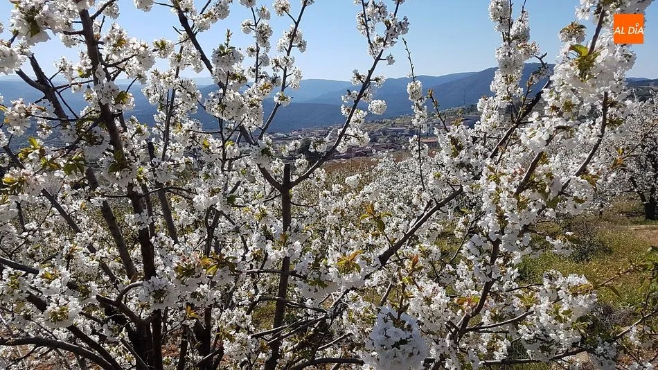 Foto 5 - Sotoserrano pone la magia de la primavera en la Sierra de Francia al alcance del p&uacute;blico