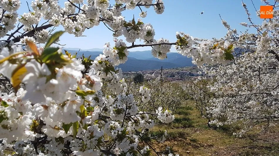Foto 4 - Sotoserrano pone la magia de la primavera en la Sierra de Francia al alcance del p&uacute;blico