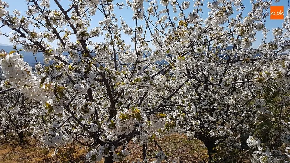 Foto 3 - Sotoserrano pone la magia de la primavera en la Sierra de Francia al alcance del p&uacute;blico