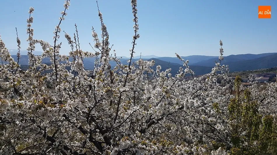 Foto 2 - Sotoserrano pone la magia de la primavera en la Sierra de Francia al alcance del p&uacute;blico