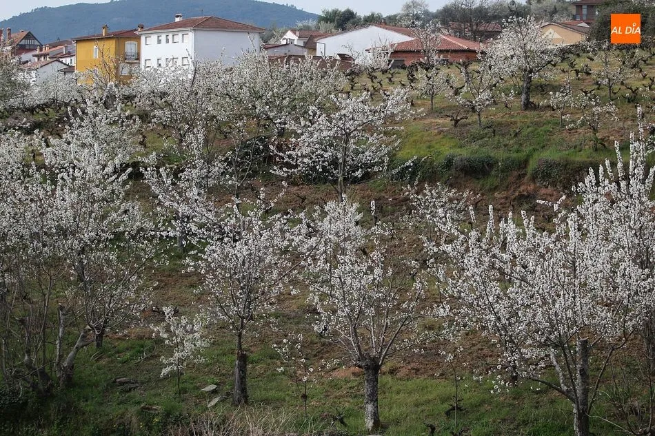 Foto 10 - El cerezo en flor maravilla a los visitantes en Sotoserrano