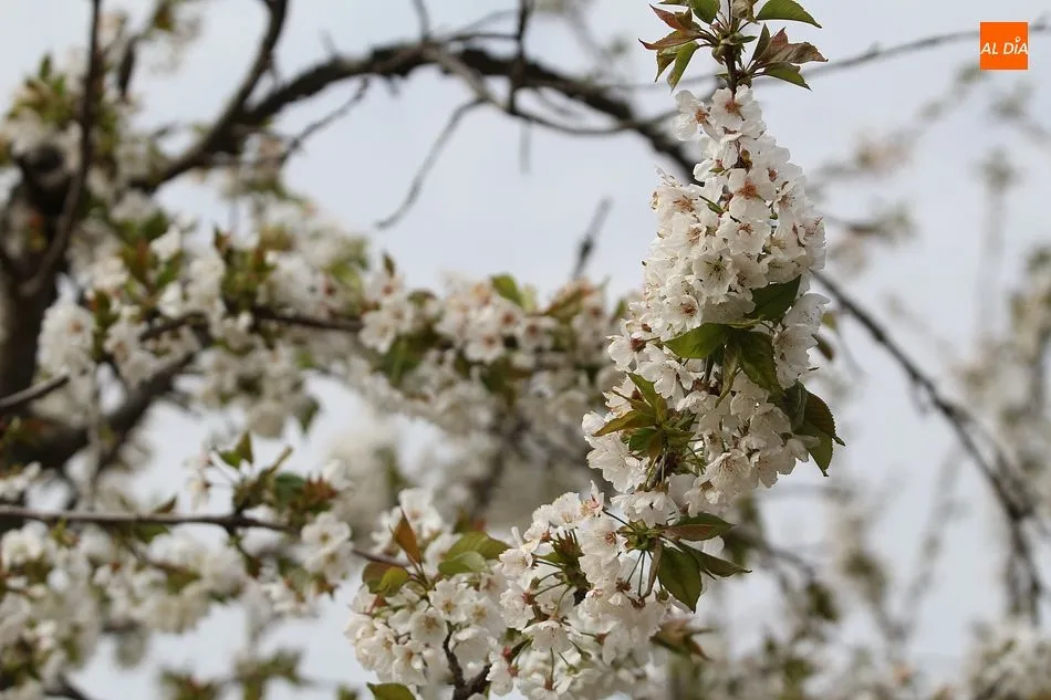 Foto 5 - El cerezo en flor maravilla a los visitantes en Sotoserrano