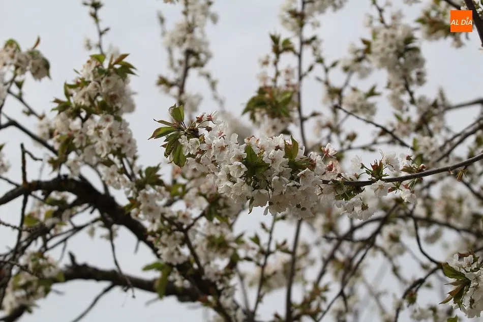 Foto 2 - El cerezo en flor maravilla a los visitantes en Sotoserrano