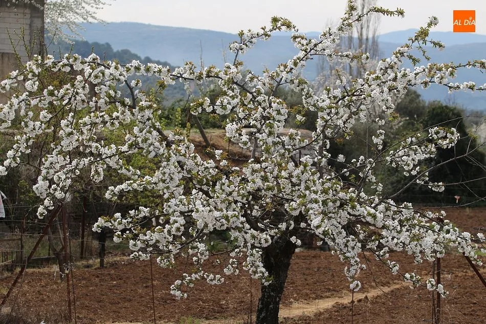 Foto 3 - El cerezo en flor maravilla a los visitantes en Sotoserrano