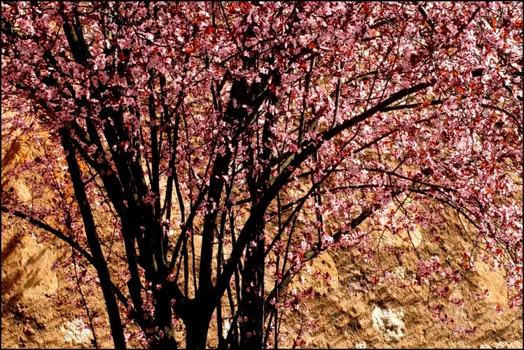 Foto 5 - Po&eacute;tica de la lluvia en primavera
