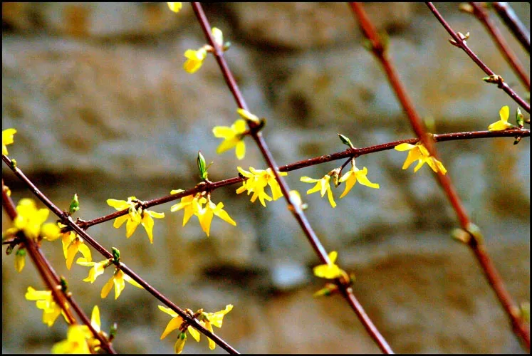Foto 2 - Po&eacute;tica de la lluvia en primavera