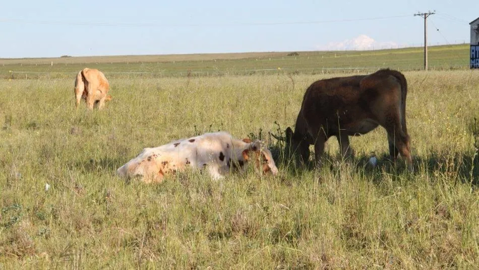El saneamiento ganadero de Castilla y León alcanza los mejores resultados de los últimos años