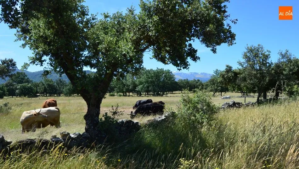 Reunión para ganaderos de extensivo