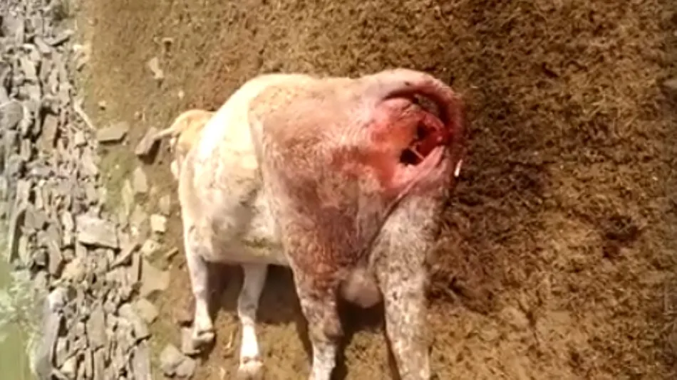 La vaca recién parida fue atacada por lo buitres