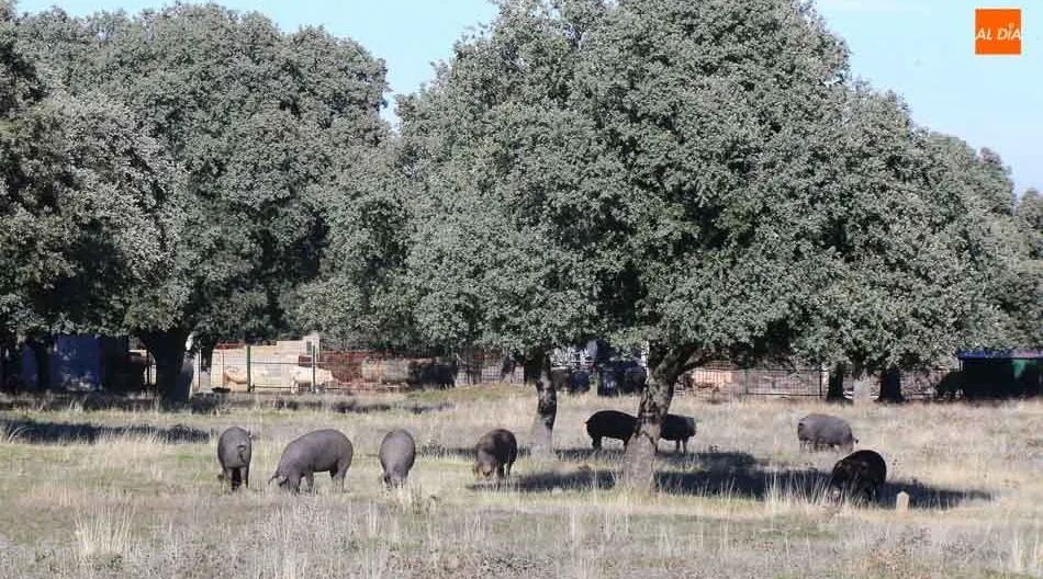 El sector del ibérico pasa por un momento de precios estables y un crecimiento sostenible