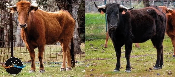 Vacas que protagonizarán el evento