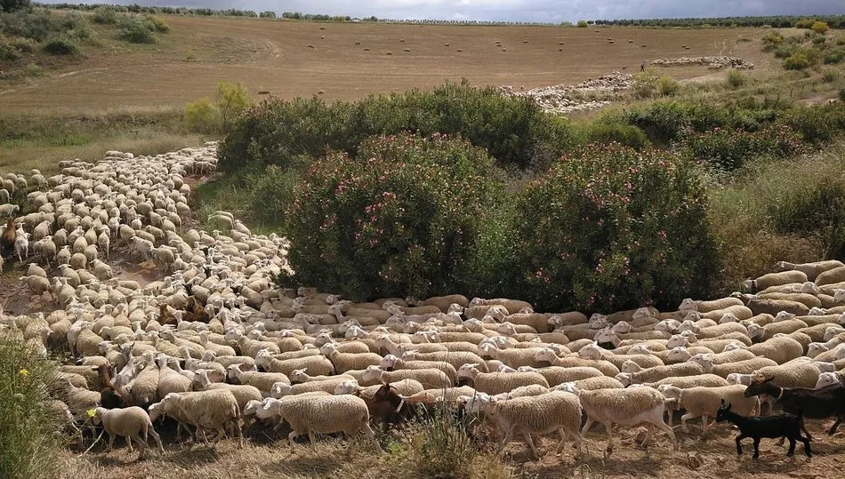 Ovejas trashumando por la Vía Pecuaria de la Plata