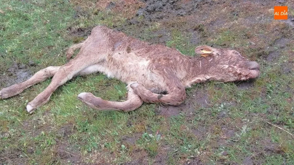 La becerra tenía 15 días de edad y en la mañana el ganadero la había visto mamar de su madre