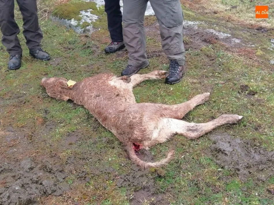 Foto 5 - Un nuevo ataque de buitres en Hinojosa se cobra una becerra de 15 d&iacute;as  
