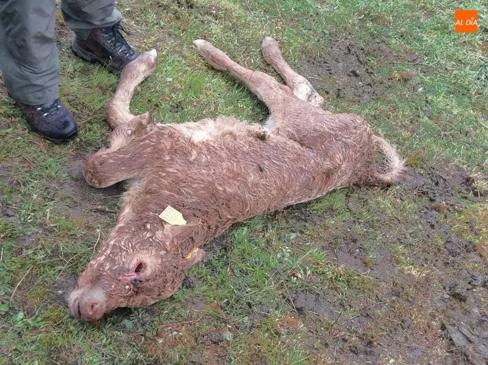Foto 4 - Un nuevo ataque de buitres en Hinojosa se cobra una becerra de 15 d&iacute;as  