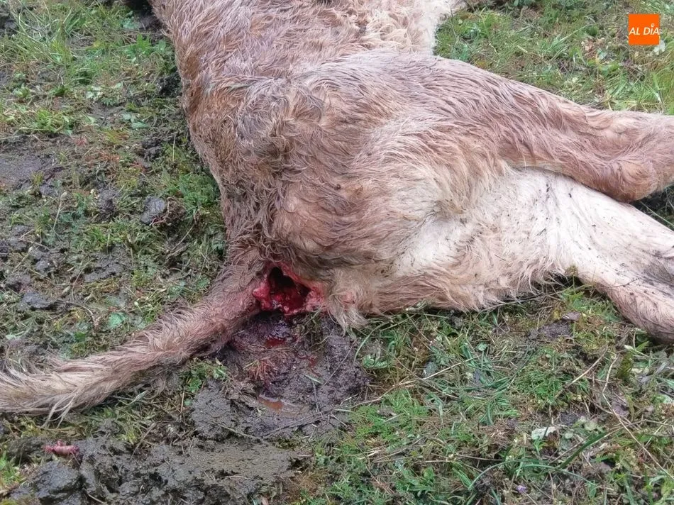 Foto 3 - Un nuevo ataque de buitres en Hinojosa se cobra una becerra de 15 d&iacute;as  