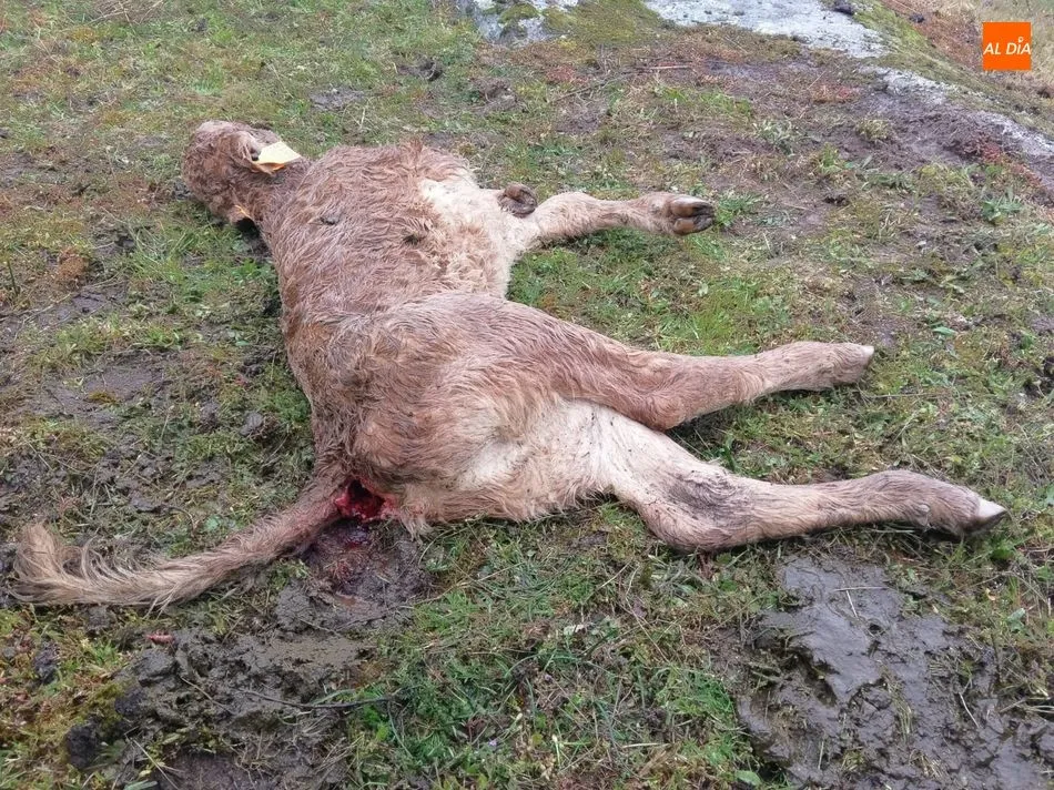 Foto 2 - Un nuevo ataque de buitres en Hinojosa se cobra una becerra de 15 d&iacute;as  