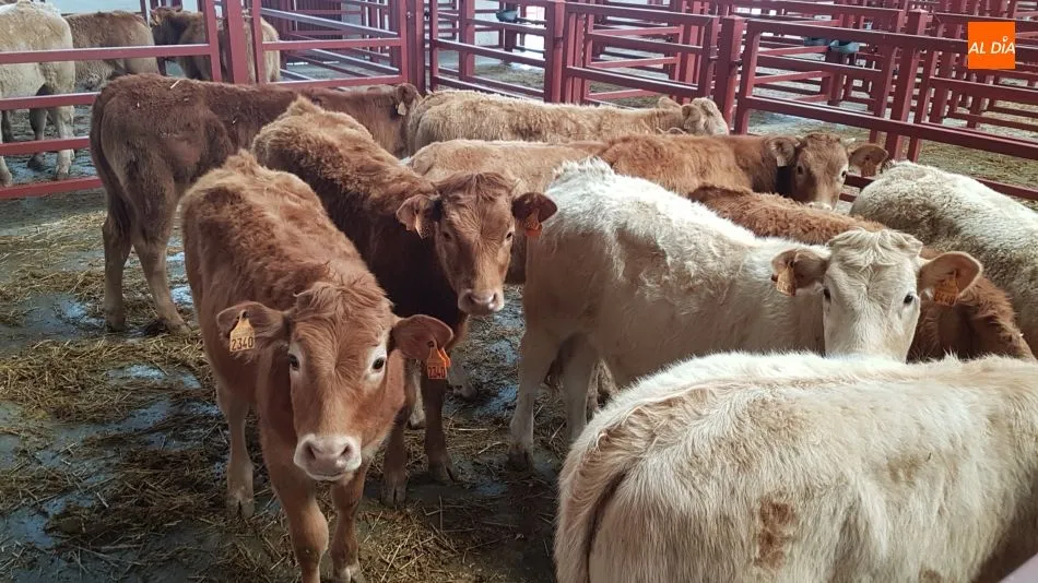 Buena asistencia de ganado, cayendo los precios del ganado de vida