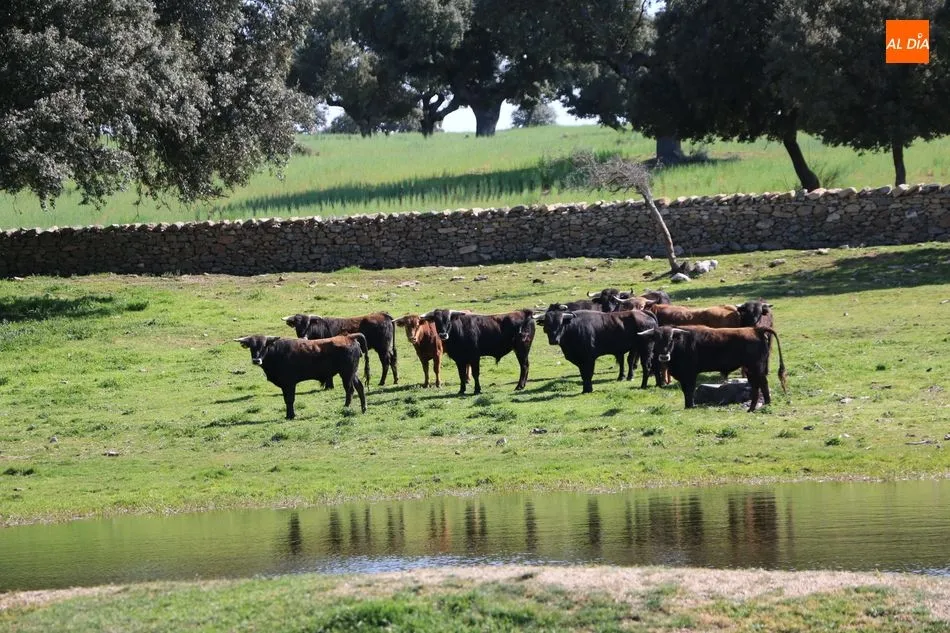 Foto 10 - Rollanejo, ejemplo de gesti&oacute;n de la dehesa a trav&eacute;s de la ganader&iacute;a y el turismo  