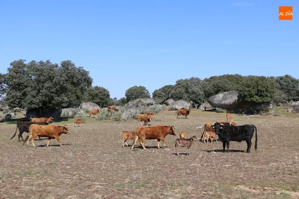 Foto 9 - Rollanejo, ejemplo de gesti&oacute;n de la dehesa a trav&eacute;s de la ganader&iacute;a y el turismo  