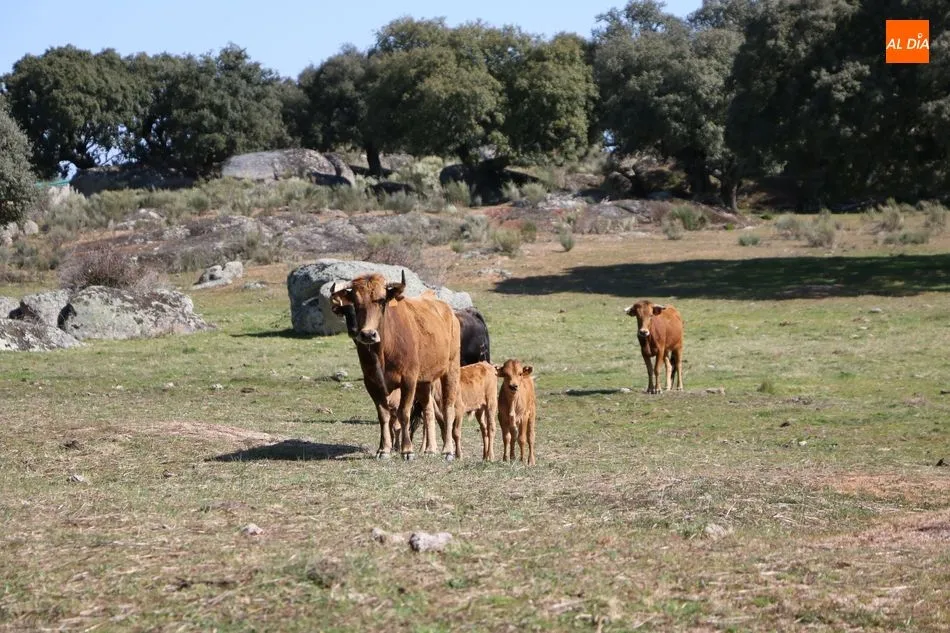 Foto 7 - Rollanejo, ejemplo de gesti&oacute;n de la dehesa a trav&eacute;s de la ganader&iacute;a y el turismo  