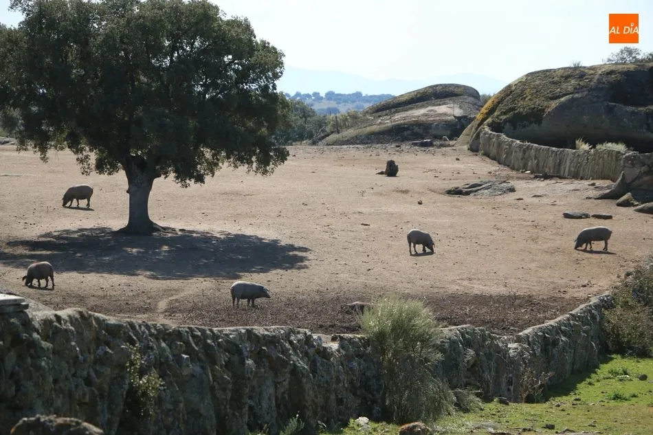 Foto 5 - Rollanejo, ejemplo de gesti&oacute;n de la dehesa a trav&eacute;s de la ganader&iacute;a y el turismo  